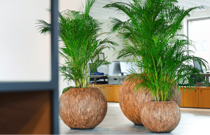 planten op kantoor